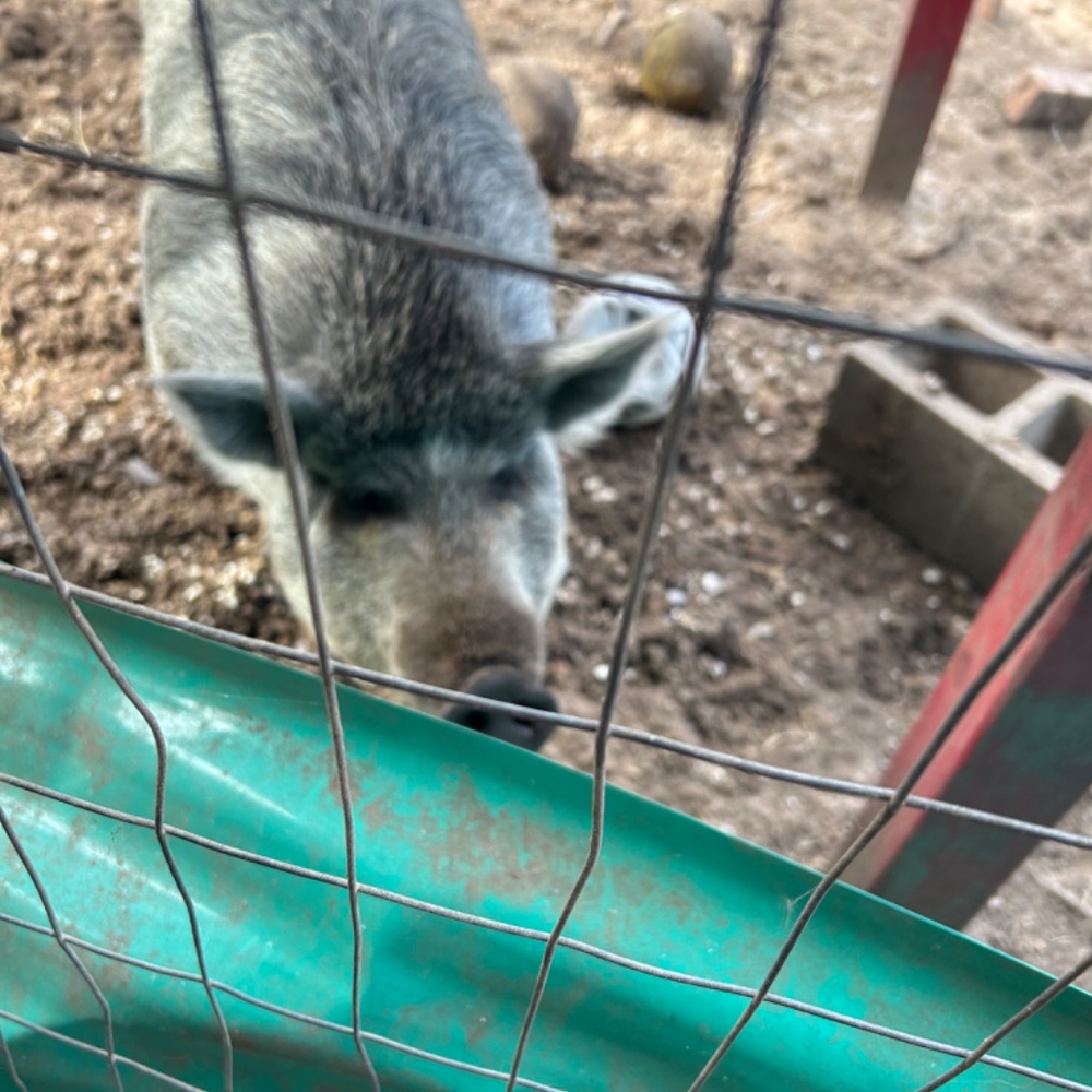Meet your Posher, Farm Gals Animal Ministry - Picture 5 of 14